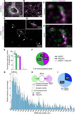 Nanoscopic distribution of VAChT and VGLUT3 in striatal cholinergic varicosities suggests colocalization and segregation of the two transporters in synaptic vesicles